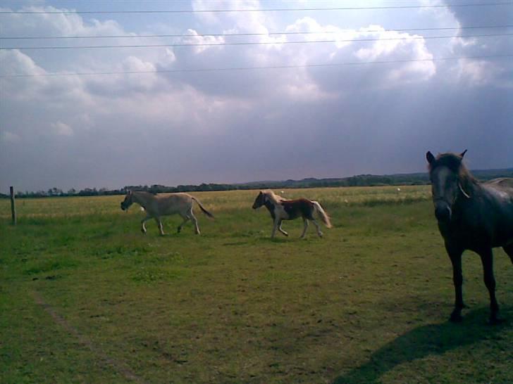 SOMMER BILLEDER D.6 juni - 2007 billede 28