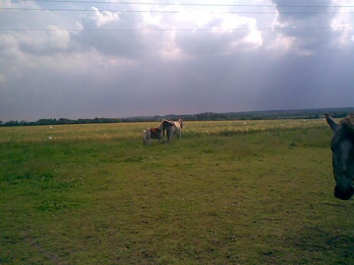 SOMMER BILLEDER D.6 juni - 2007 billede 29