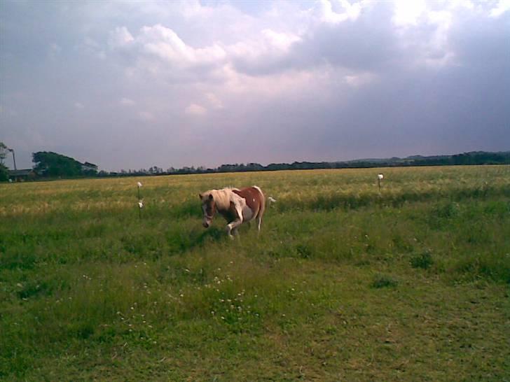 SOMMER BILLEDER D.6 juni - 2007 billede 30