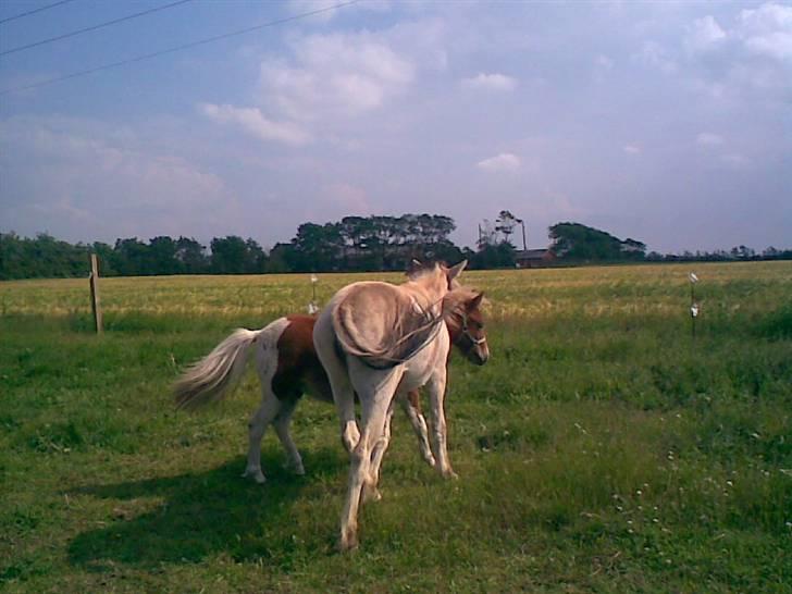 SOMMER BILLEDER D.6 juni - 2007 billede 31