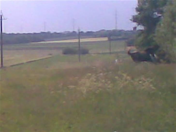 SOMMER BILLEDER D.6 juni - 2007 billede 32