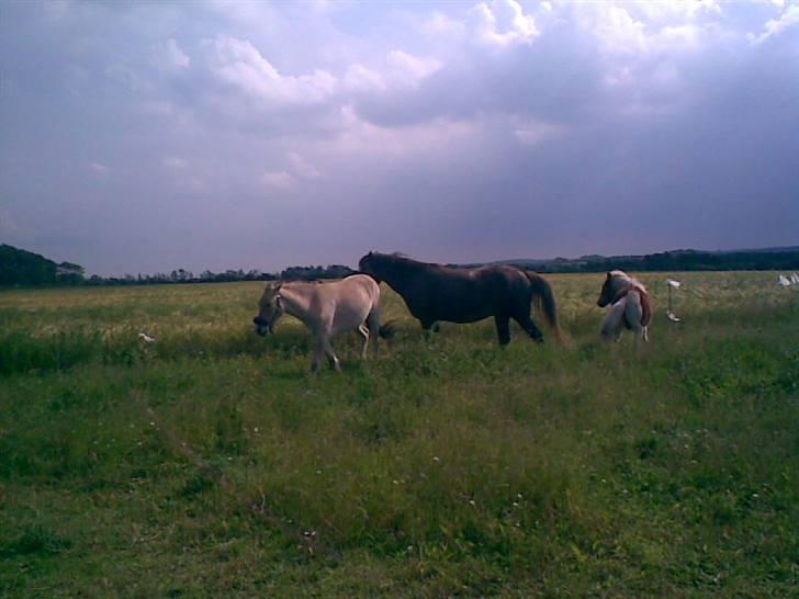 SOMMER BILLEDER D.6 juni - 2007 billede 33