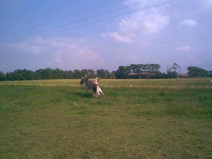 SOMMER BILLEDER D.6 juni - 2007 billede 34