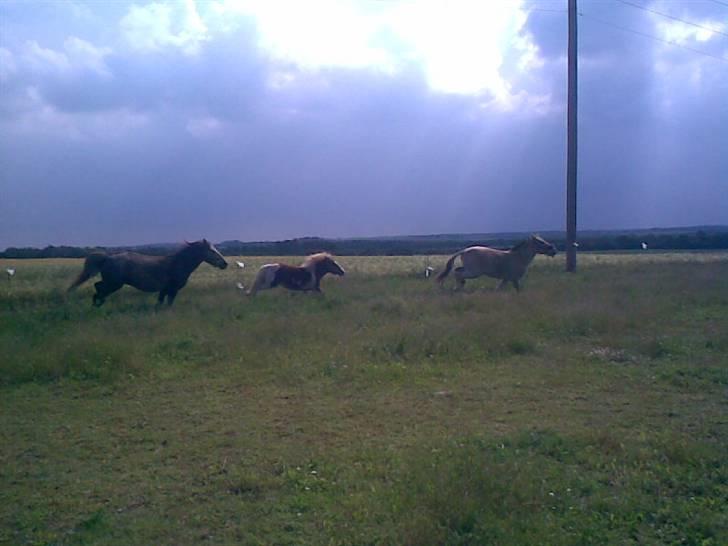 SOMMER BILLEDER D.6 juni - 2007 billede 35