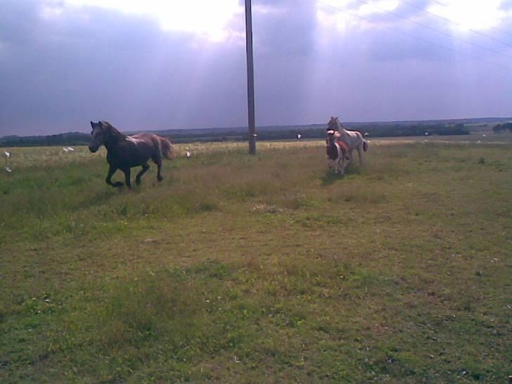 SOMMER BILLEDER D.6 juni - 2007 billede 36