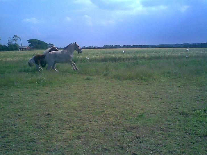 SOMMER BILLEDER D.6 juni - 2007 billede 37