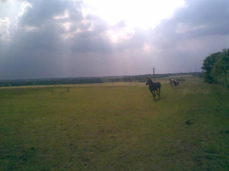 SOMMER BILLEDER D.6 juni - 2007 billede 39