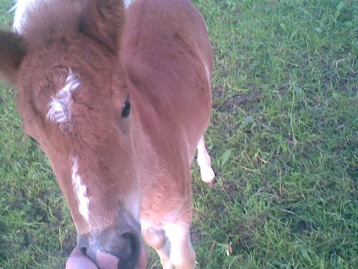 SOMMER BILLEDER D.6 juni - 2007 billede 40