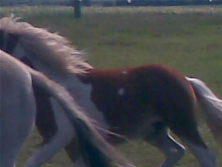 SOMMER BILLEDER D.6 juni - 2007 billede 42