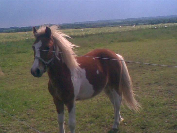 SOMMER BILLEDER D.6 juni - 2007 billede 43