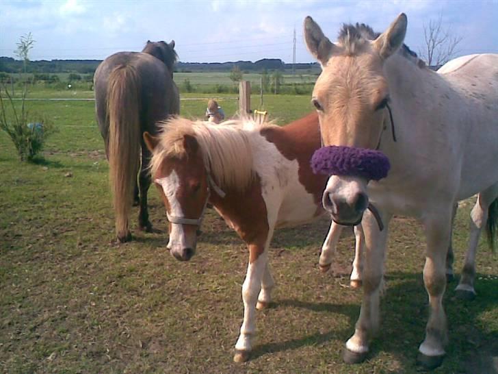 SOMMER BILLEDER D.6 juni - 2007 billede 44