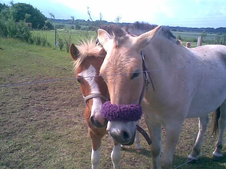 SOMMER BILLEDER D.6 juni - 2007 billede 45