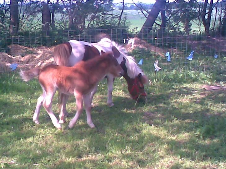 SOMMER BILLEDER D.6 juni - 2007 billede 46