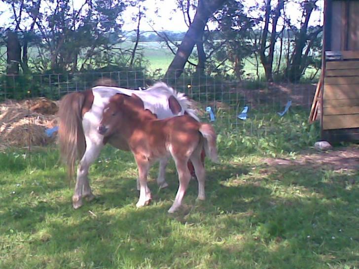 SOMMER BILLEDER D.6 juni - 2007 billede 47