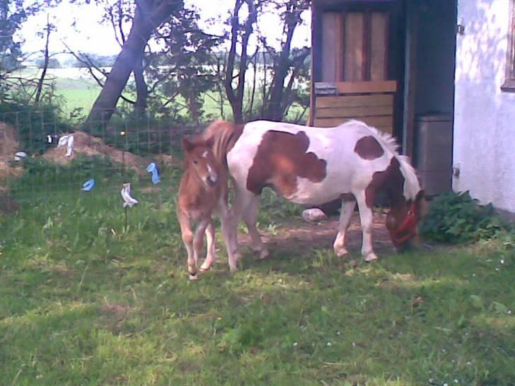 SOMMER BILLEDER D.6 juni - 2007 billede 48