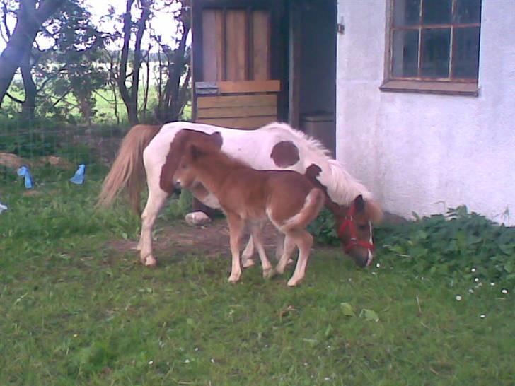 SOMMER BILLEDER D.6 juni - 2007 billede 50