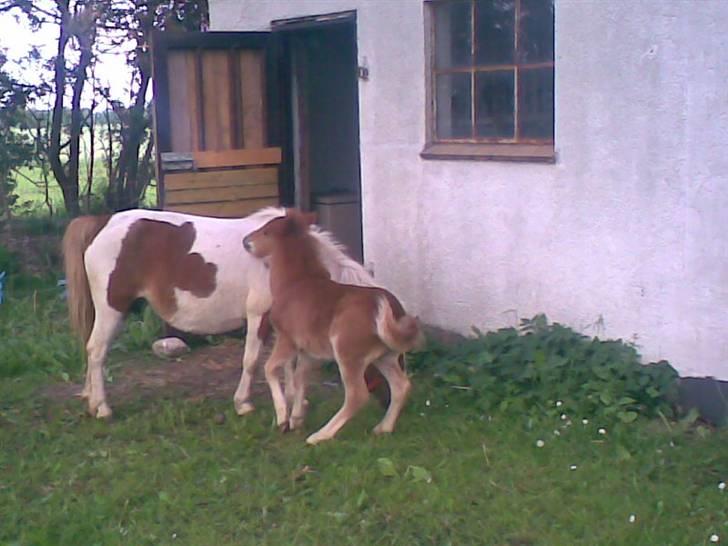 SOMMER BILLEDER D.6 juni - 2007 billede 51