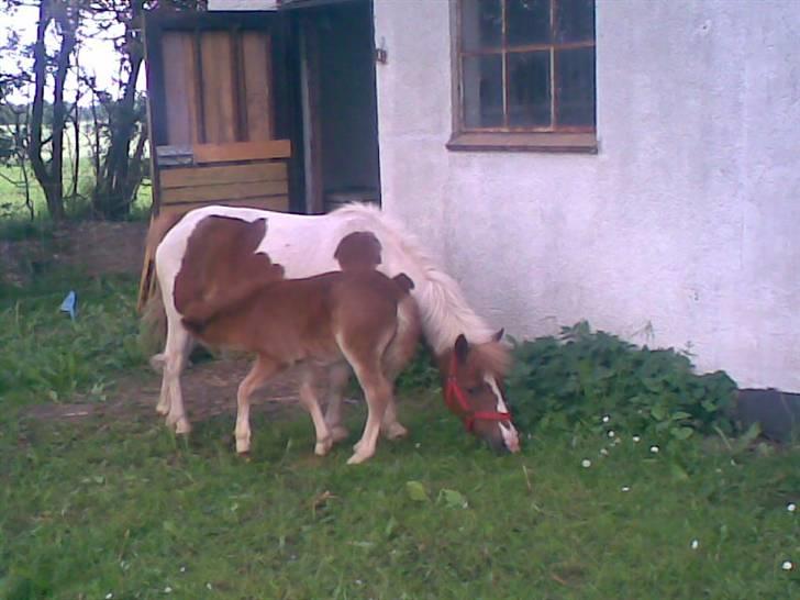 SOMMER BILLEDER D.6 juni - 2007 billede 52