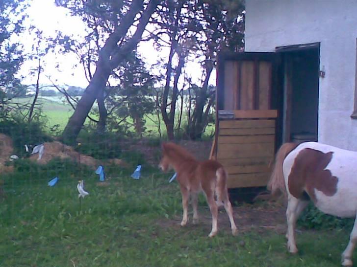 SOMMER BILLEDER D.6 juni - 2007 billede 54