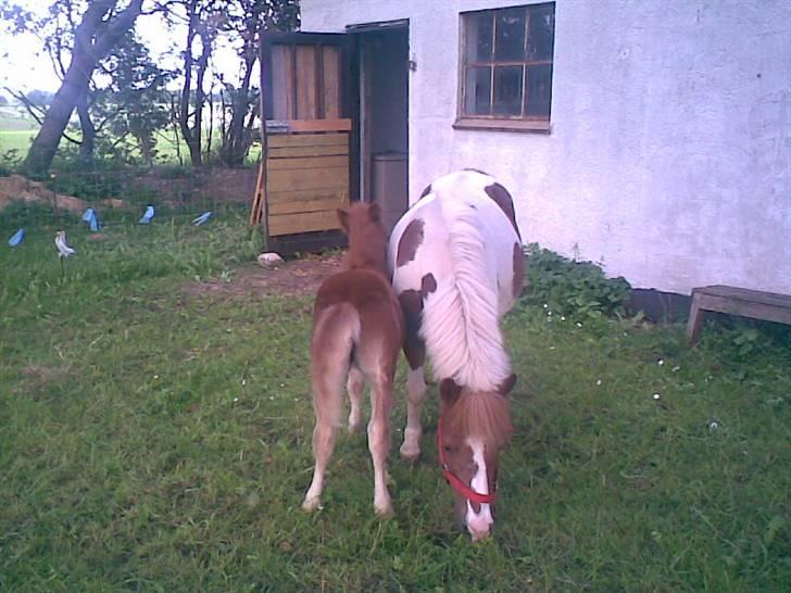 SOMMER BILLEDER D.6 juni - 2007 billede 57