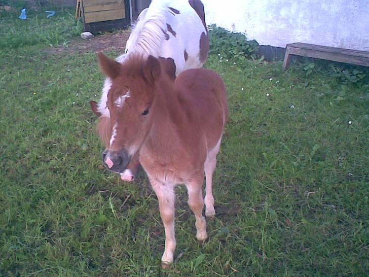 SOMMER BILLEDER D.6 juni - 2007 billede 58