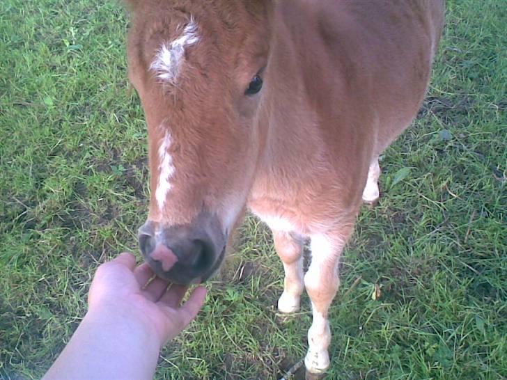 SOMMER BILLEDER D.6 juni - 2007 billede 59