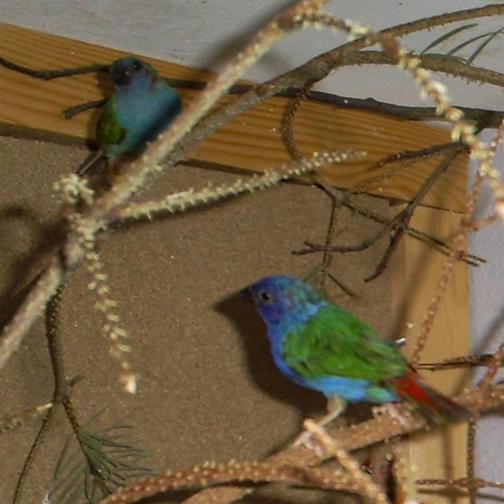 Lidt forskellige dyr - Timor papegøjeamadine billede 12