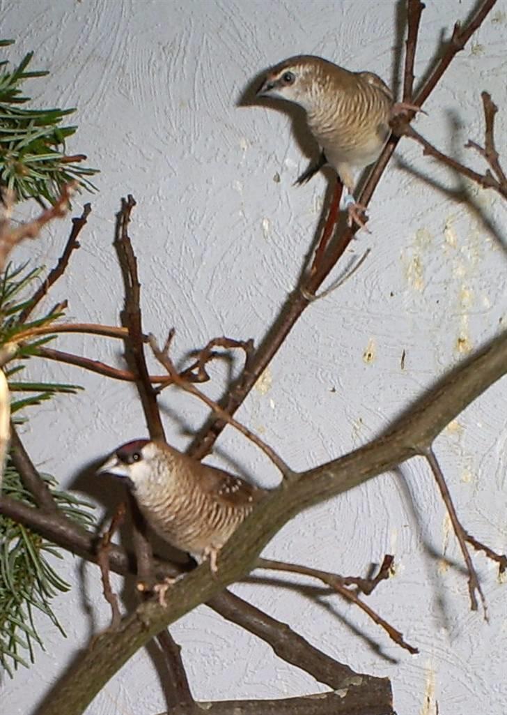 Lidt forskellige dyr - Ceres astrild billede 13