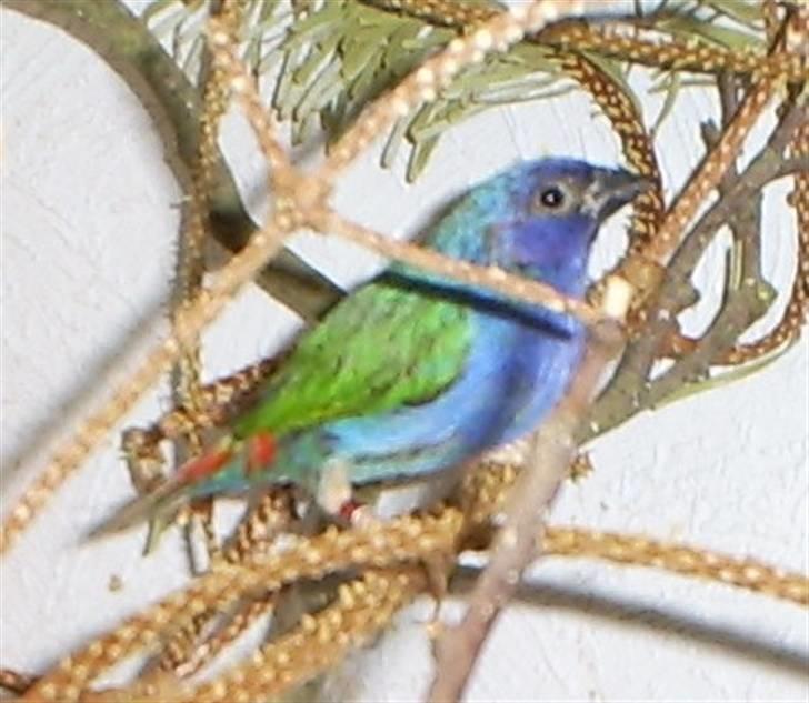 Lidt forskellige dyr - Timor papegøjeamadine billede 14