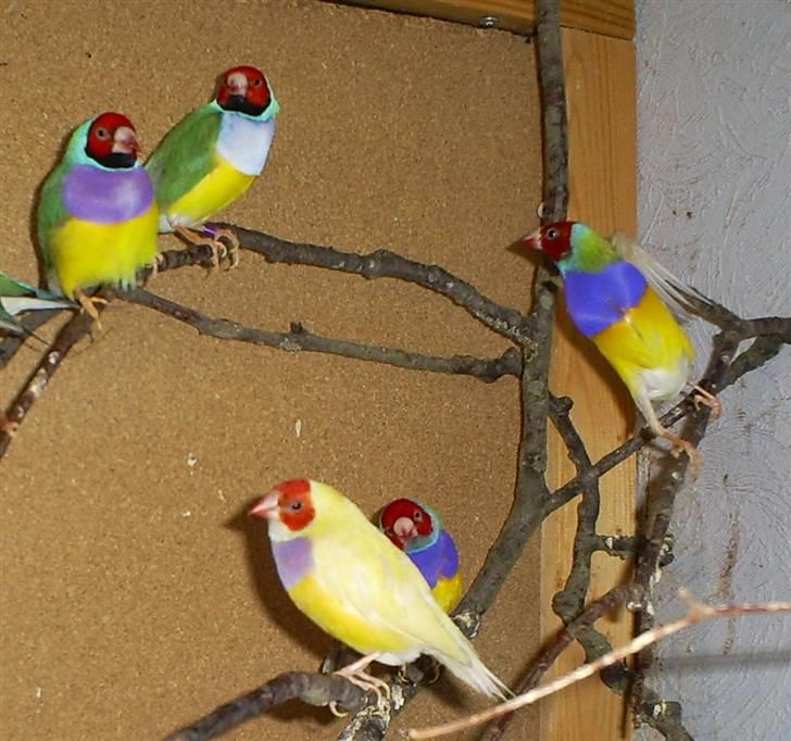 Lidt forskellige dyr - Gouldsamadiner billede 15