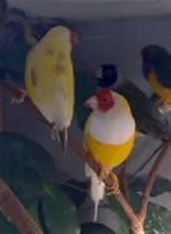 Lidt forskellige dyr - Gouldsamadiner billede 16