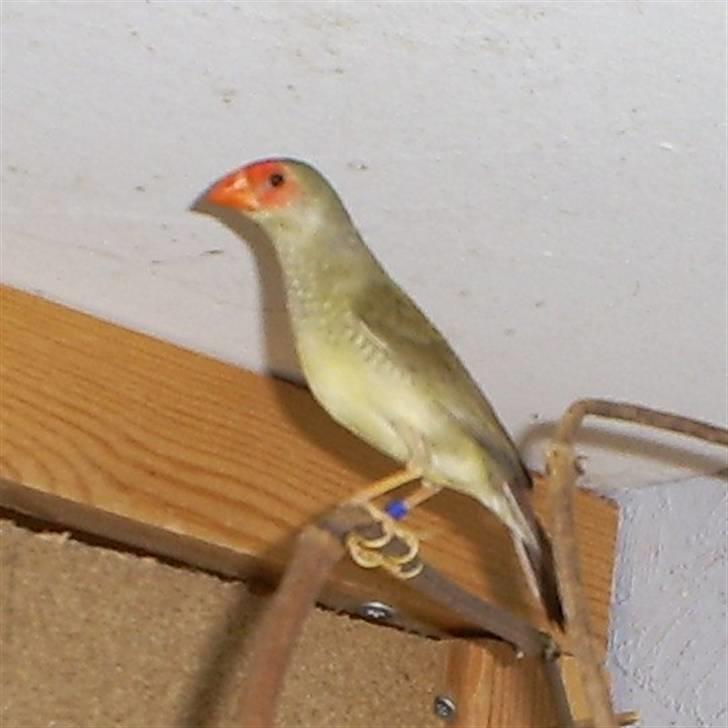 Lidt forskellige dyr - Siv astrild billede 17