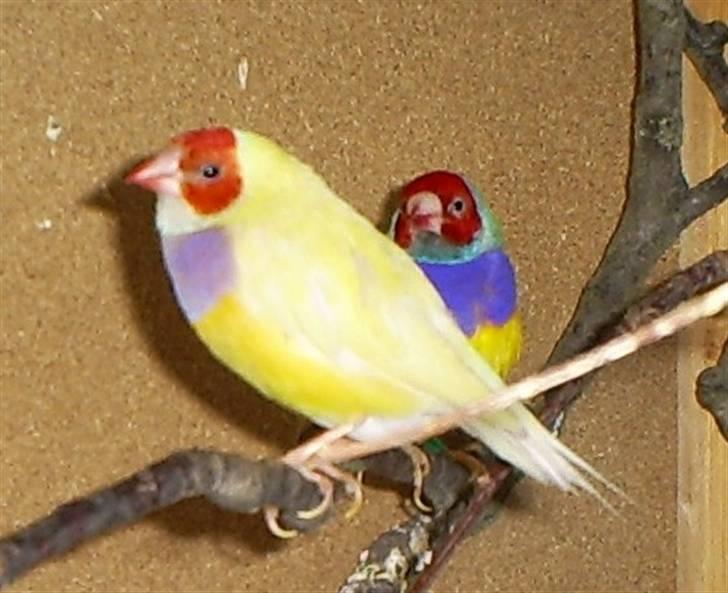 Lidt forskellige dyr - Gouldsamadiner billede 18