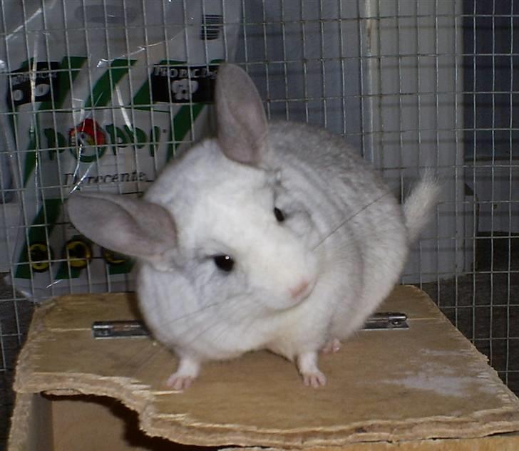 Lidt forskellige dyr - Snefnug vores ene Chinchilla billede 19