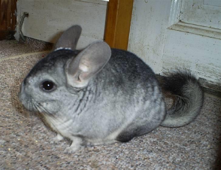 Lidt forskellige dyr - Balder billede 20