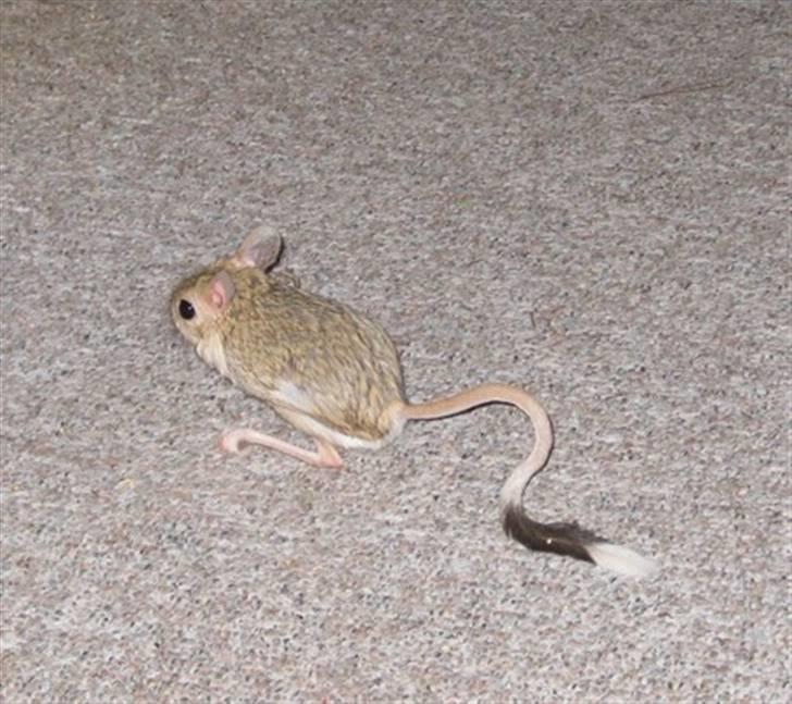 Lidt forskellige dyr - Hestespringer billede 1