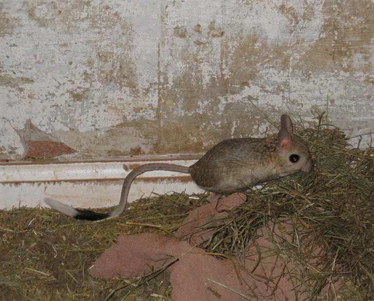 Lidt forskellige dyr - Hestespringer billede 21