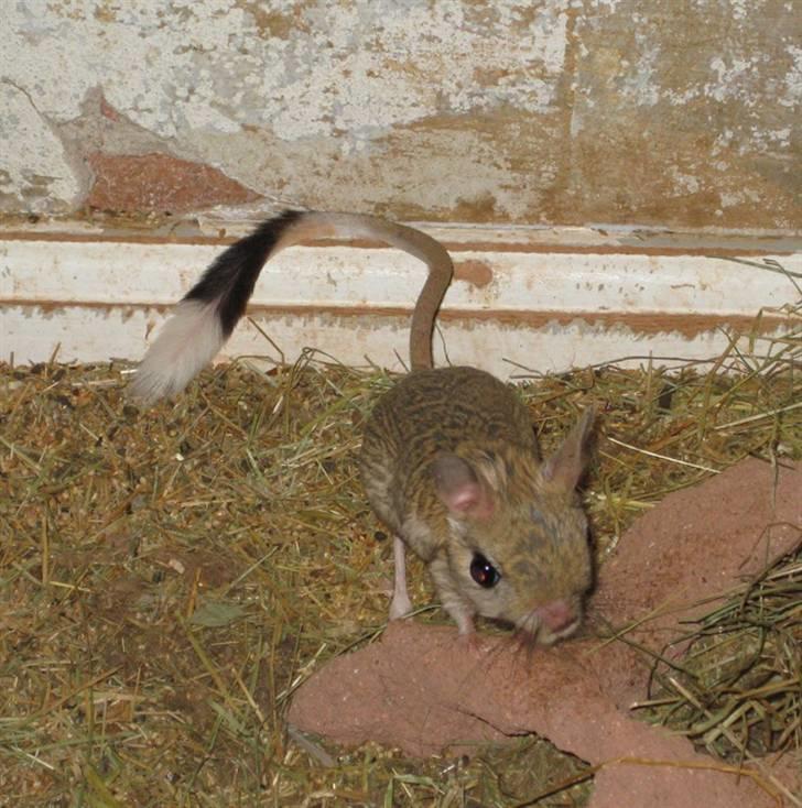 Lidt forskellige dyr - Hestespringer billede 22