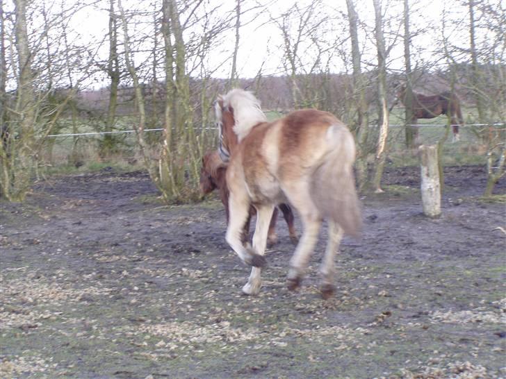 DTH-Haflinger Frances og Suzette billede 4