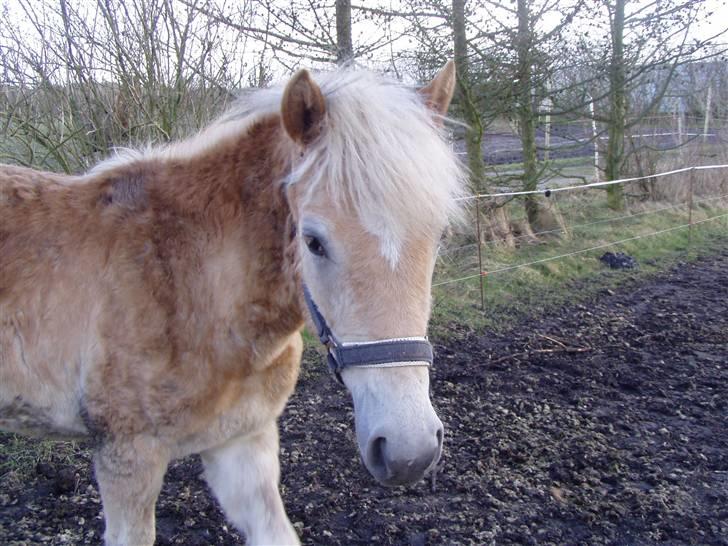 DTH-Haflinger Frances og Suzette billede 3