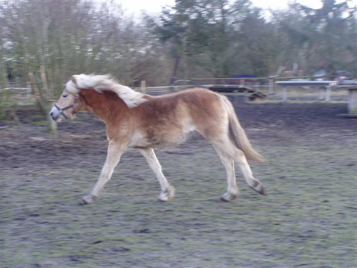 DTH-Haflinger Frances og Suzette billede 6