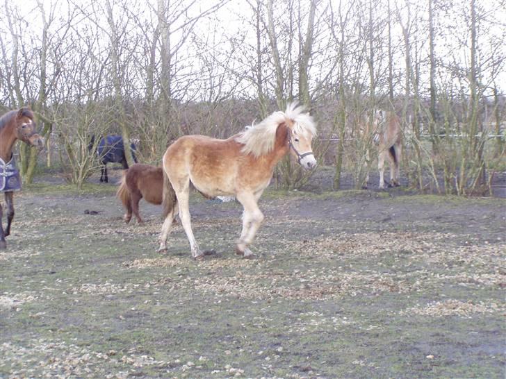 DTH-Haflinger Frances og Suzette billede 7