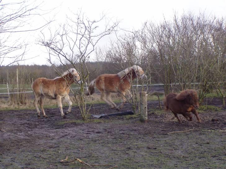 DTH-Haflinger Frances og Suzette billede 8