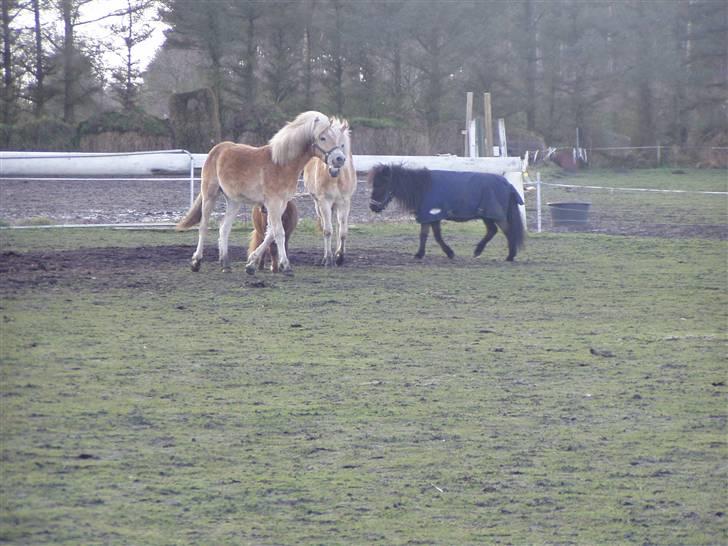 DTH-Haflinger Frances og Suzette billede 9