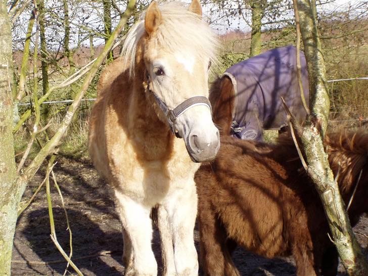 DTH-Haflinger Frances og Suzette billede 2