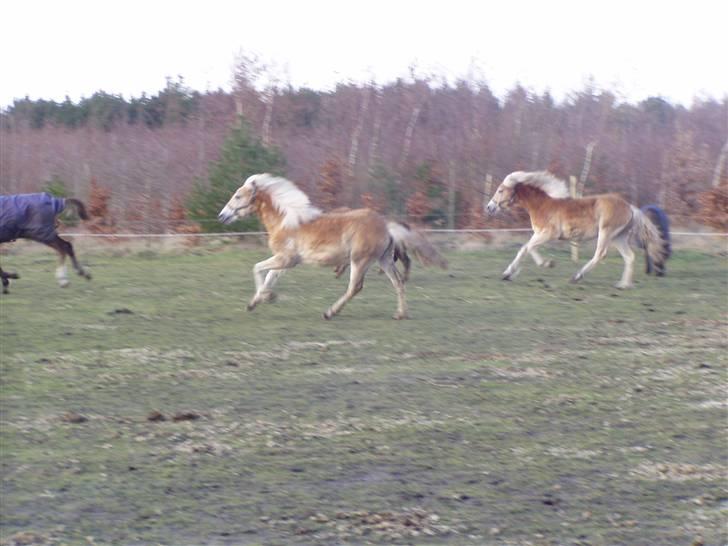 DTH-Haflinger Frances og Suzette billede 10