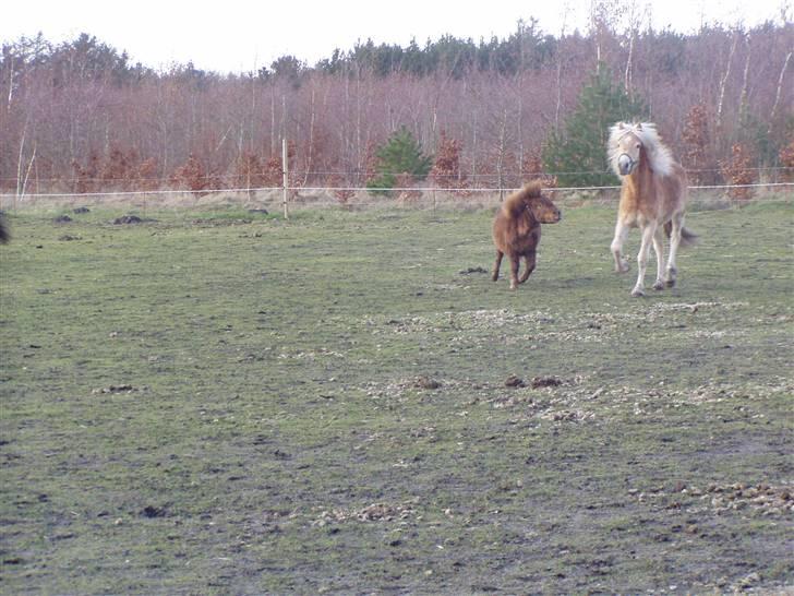 DTH-Haflinger Frances og Suzette billede 11
