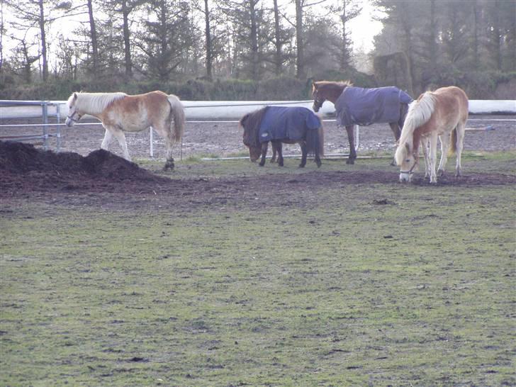 DTH-Haflinger Frances og Suzette billede 12