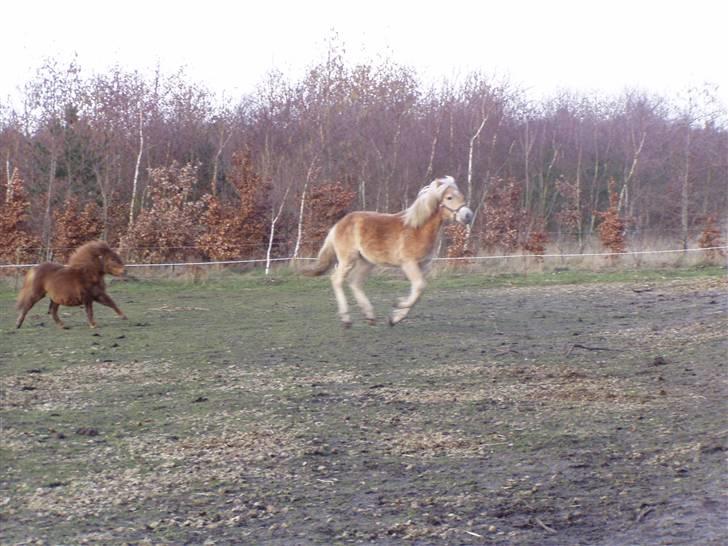 DTH-Haflinger Frances og Suzette billede 13