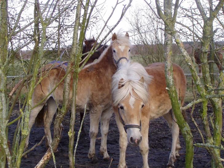 DTH-Haflinger Frances og Suzette billede 1